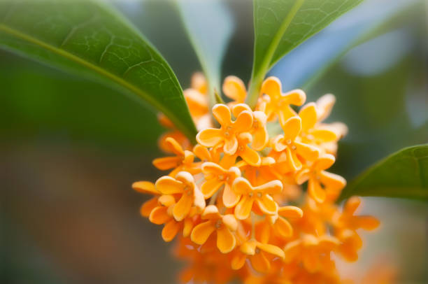Flowers of sweet osmanthus Flowers of osmanthus fragrans blooming in garden incense photos stock pictures, royalty-free photos & images