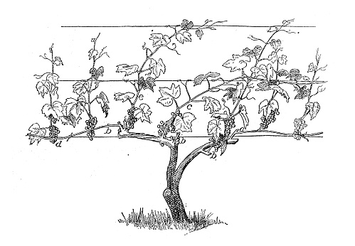 Antique illustration of vineyard grape training