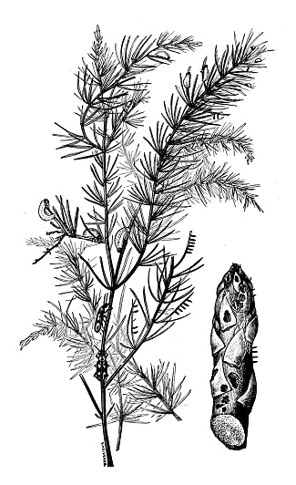 Antique illustration of asparagus beetle