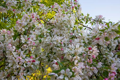 Close up of blooming crab apple 'Sun Rival'. Weeping branches covered with white flowers and pink buds in springtime.