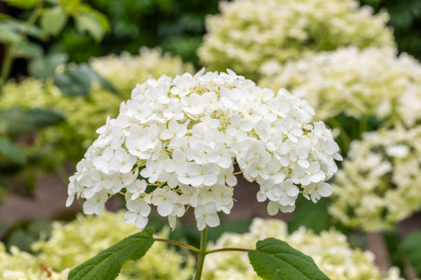 primo passo di una singola fioritura di rossa rossa bianca pura ortensia 'annabelle'. foglie e fiori di ortensia sfocati sullo sfondo. - annabelle foto e immagini stock