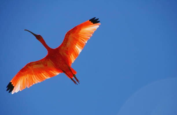 ein rotes ibis - scharlachsichler stock-fotos und bilder