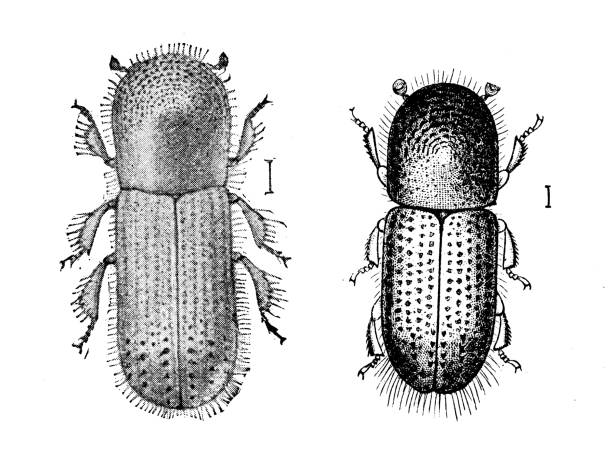 Antique illustration of xyleborus xylographus