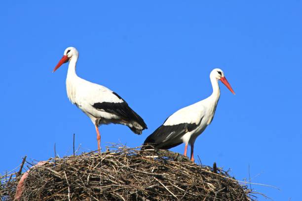 istock A couple of storks 1281648258