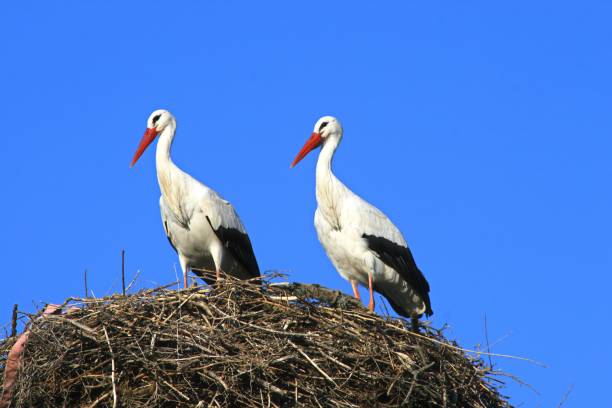 istock A couple of storks 1281648259