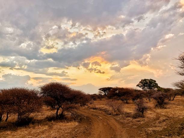 istock Late Afternoon Sunset Scene in Africa 3 1281648278