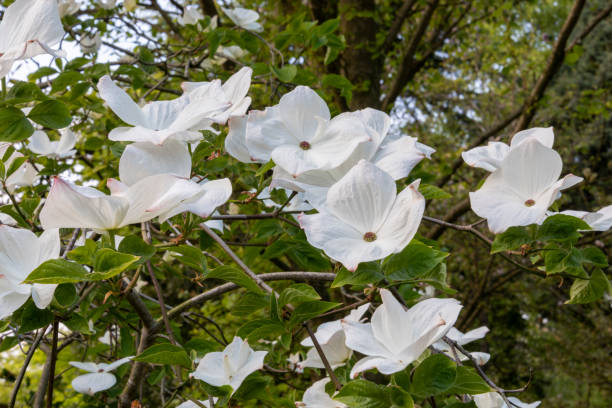 Close up group of white dogwood, Cornus 'Eddie's White Wonder', flowers on thin leafy branches, with blurred trees and sky in background.