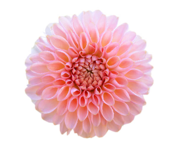 istock A pink dahlia flowers isolated white 1281648848