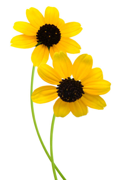 istock Two black eyed susan daises (rudbeckia), isolated white background 1281648866
