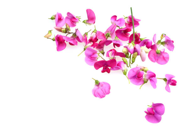 istock the pink lathyrus atifolius flower background 1281648923