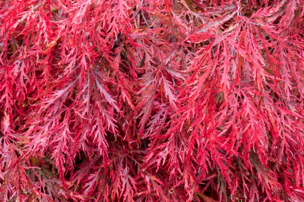 Closeup of bright red autumn color of cutleaf (dissectum) Acer foliage