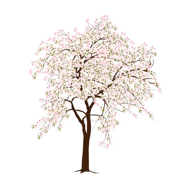 Vector illustration of The blossoming apple-tree in the spring