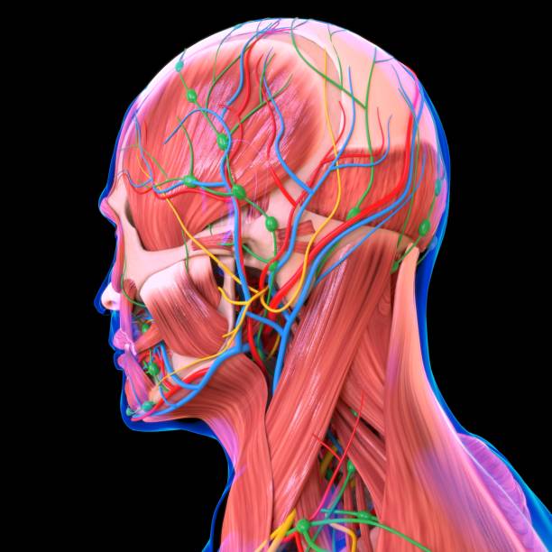 istock Human Muscle Anatomy For medical concept 1281651008
