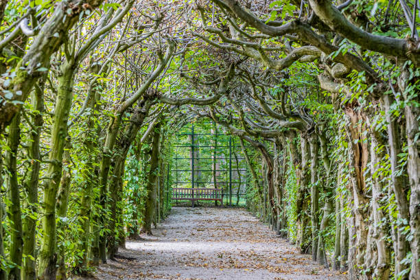 Green archway in the garden.