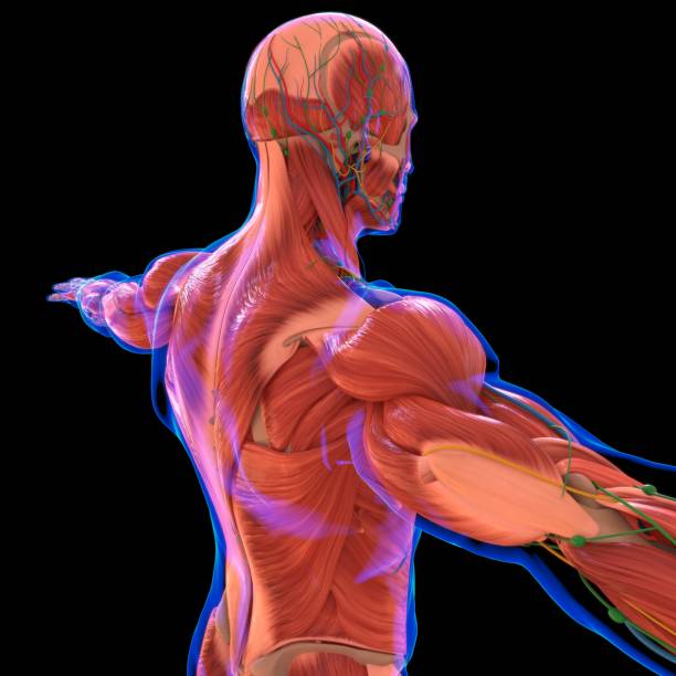 istock Human Muscle Anatomy For medical concept 1281651134