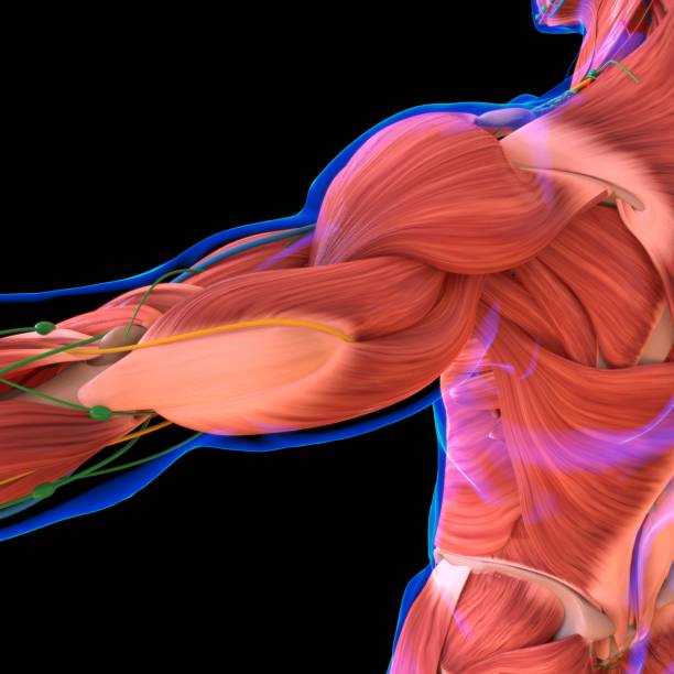 istock Human Muscle Anatomy For medical concept 1281651172