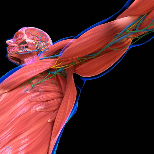 istock Human Muscle Anatomy For medical concept 1281651184