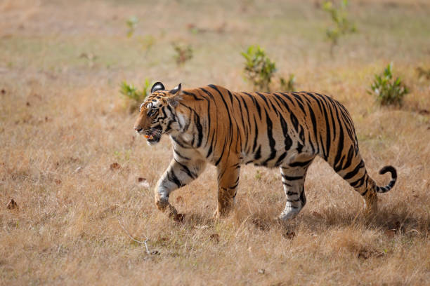 istock Bengal Tiger walking in Bandhavgarh 1281653970