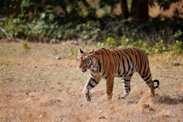 istock Bengal Tiger walking in Bandhavgarh 1281653984