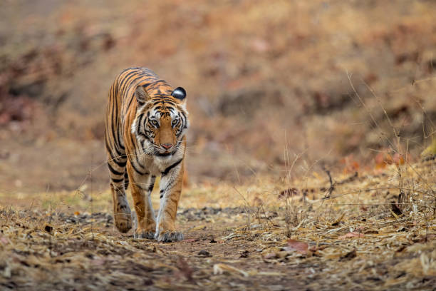 istock Bengal Tiger walking in Bandhavgarh 1281654258