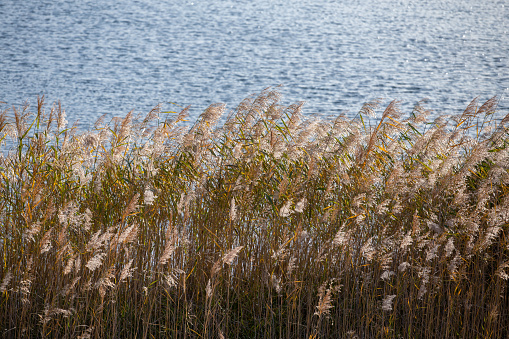 Phragmites australis, common reed - dense thickets in the daylight, lake water surface in the background. Backlit. Minimalistic horizontal composition.