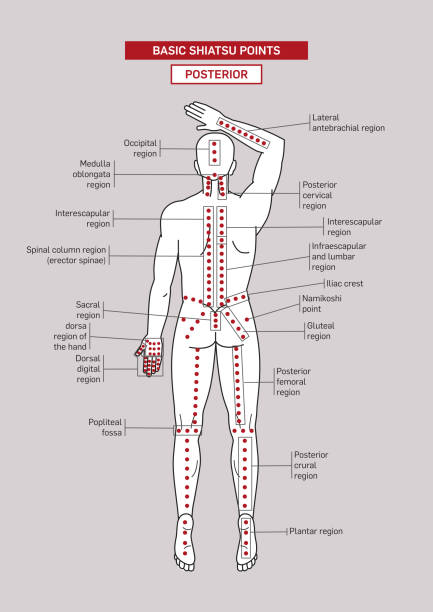 Basic Shiatsu Points Posterior Basic Shiatsu acupressure Points. Male body. pain points stock illustrations