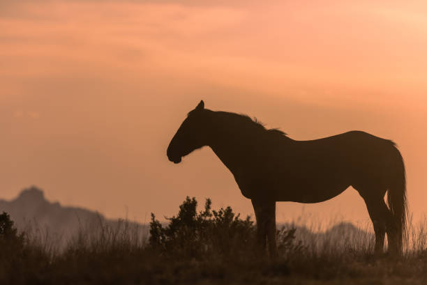 istock Wild Horse at Sunset in Utah 1281655612