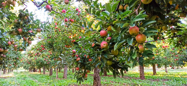 istock Apple trees in an orchard, with fruits ready for harvest 1281655801