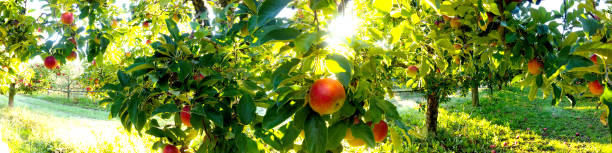 istock Apple trees in an orchard, with fruits ready for harvest 1281655810
