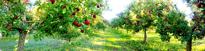 Apple trees in an orchard, with fruits ready for harvest.