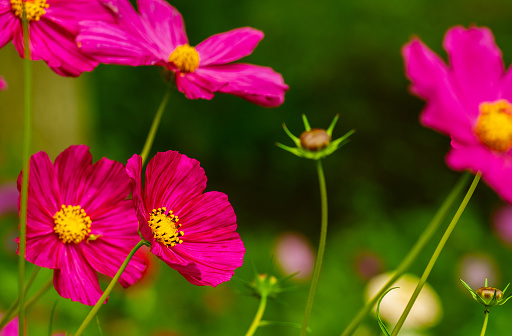 Pink  Cosmos Flowers In The Garden