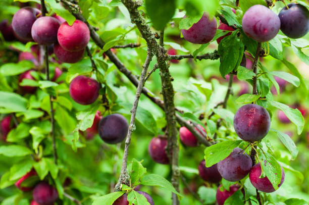 Plum Tree Lots of ripe dark blue plums on the branches of a tree. plum tree stock pictures, royalty-free photos & images