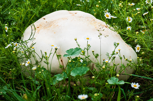 The edible mushroom raincoat can be with or without a barely visible leg. They are also called: a bee sponge, a hare potato, and a ripe mushroom - a flap, dusting, dust collector, grandfather's tobacco, wolf tobacco, tobacco mushroom, cursed tavlinka.