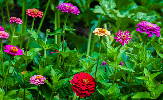 Assortment of colorful zinnias in a flower garden.