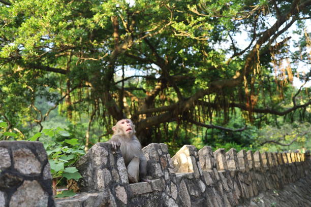 istock Monkey wildlife in outdoor park with sun and tree 1281659542