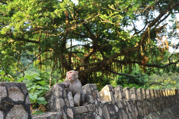 istock Monkey wildlife in outdoor park with sun and tree 1281659546