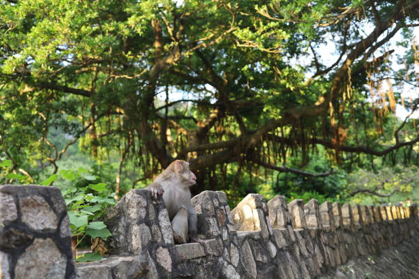 istock Monkey wildlife in outdoor park with sun and tree 1281659558