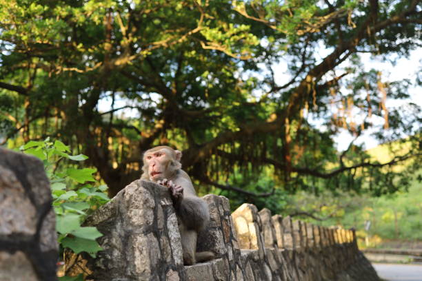 istock Monkey wildlife in outdoor park with sun and tree 1281659571