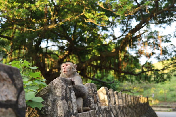 istock Monkey wildlife in outdoor park with sun and tree 1281659635