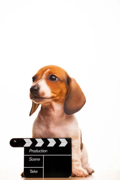 Photo of image of dog clapper board