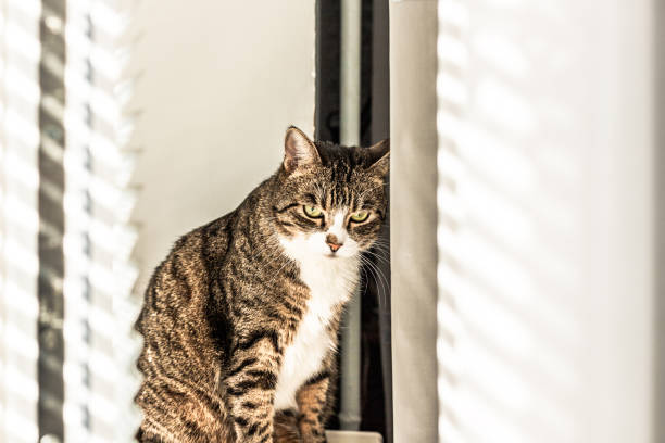 istock sad, unhappy, pensive, with depression, the cat is sitting 1281660010
