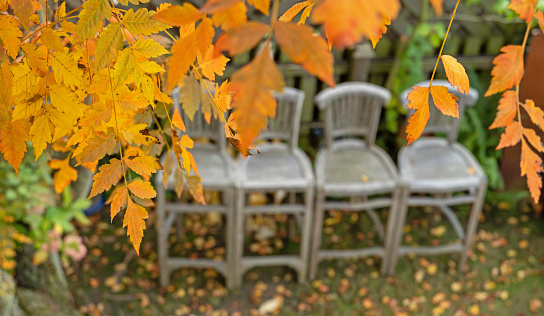 October, 2020: Autumnal garden with colorful leaves and garden chairs made of teak wood