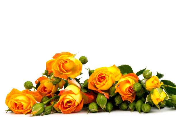 istock Beautifull orange roses isolated on white background. Copy space 1281661271