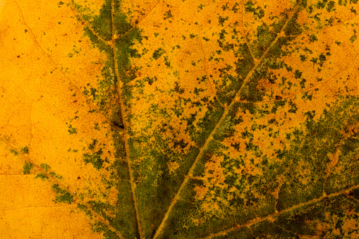 Fall leaves in dark forest floor