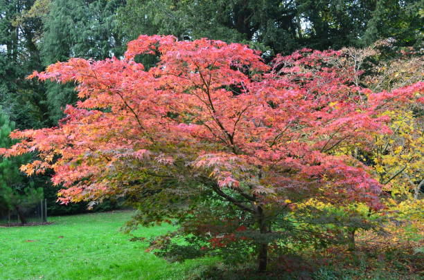 istock Trees in autumn, Gloucestershire, England. 1281662048