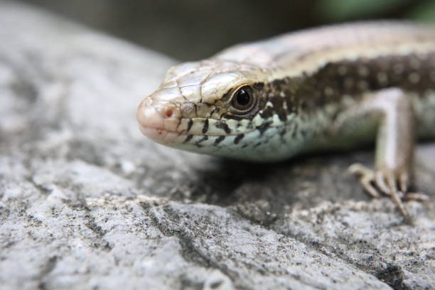 istock lizard on tge rick stone closeup in the park 1281663493