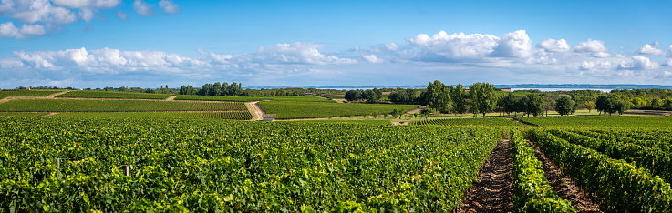 Vine agriculture in Medoc region near Bordeaux vineyard