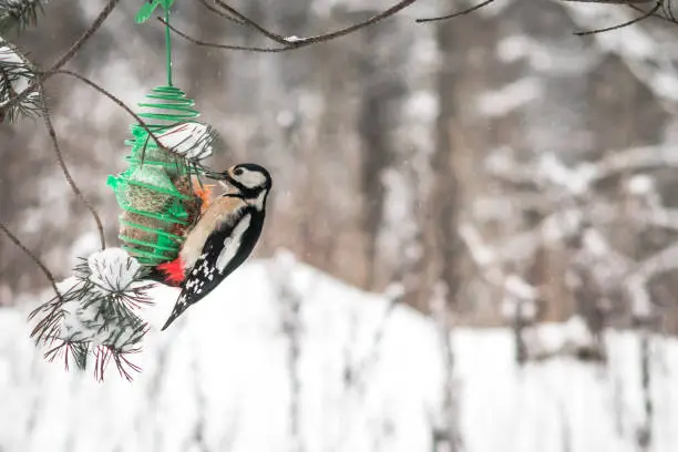 Great spotted woodpecker bird eating seeds in winter forest. Winter background with copy space.
