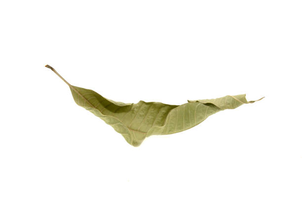 istock Dry leaves isolated on white background 1281664911