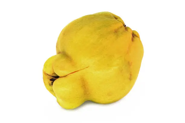 Quince On White, close up of fruit on white background